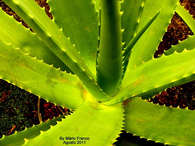 Meu Cantinho Verde: BABOSA - ( Aloe arborescens )
