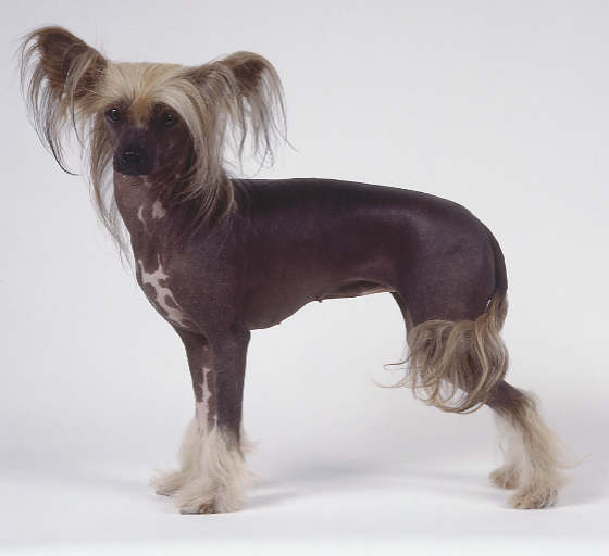 Dog From Mans Best Friend Dog From Mans Best Friend