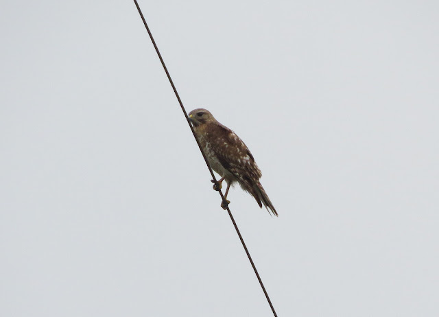Red-shouldered Hawk - Merritt Island, Florida Red-shouldered Hawk - Merritt Island, Florida