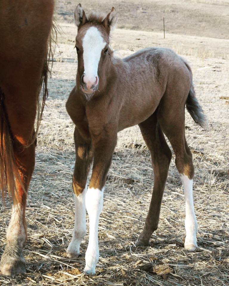 Hope and Horses Why Are White Horses Called Gray?