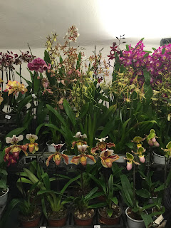 , Orchidee dal mondo – 2016 – Monteporzio Catone, diarid'orchidee