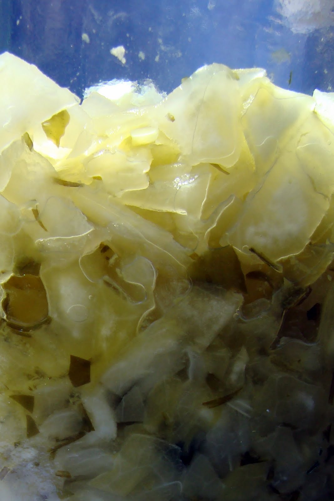 Nourished and Nurtured Can Too Much Sauerkraut Damage Your Thyroid