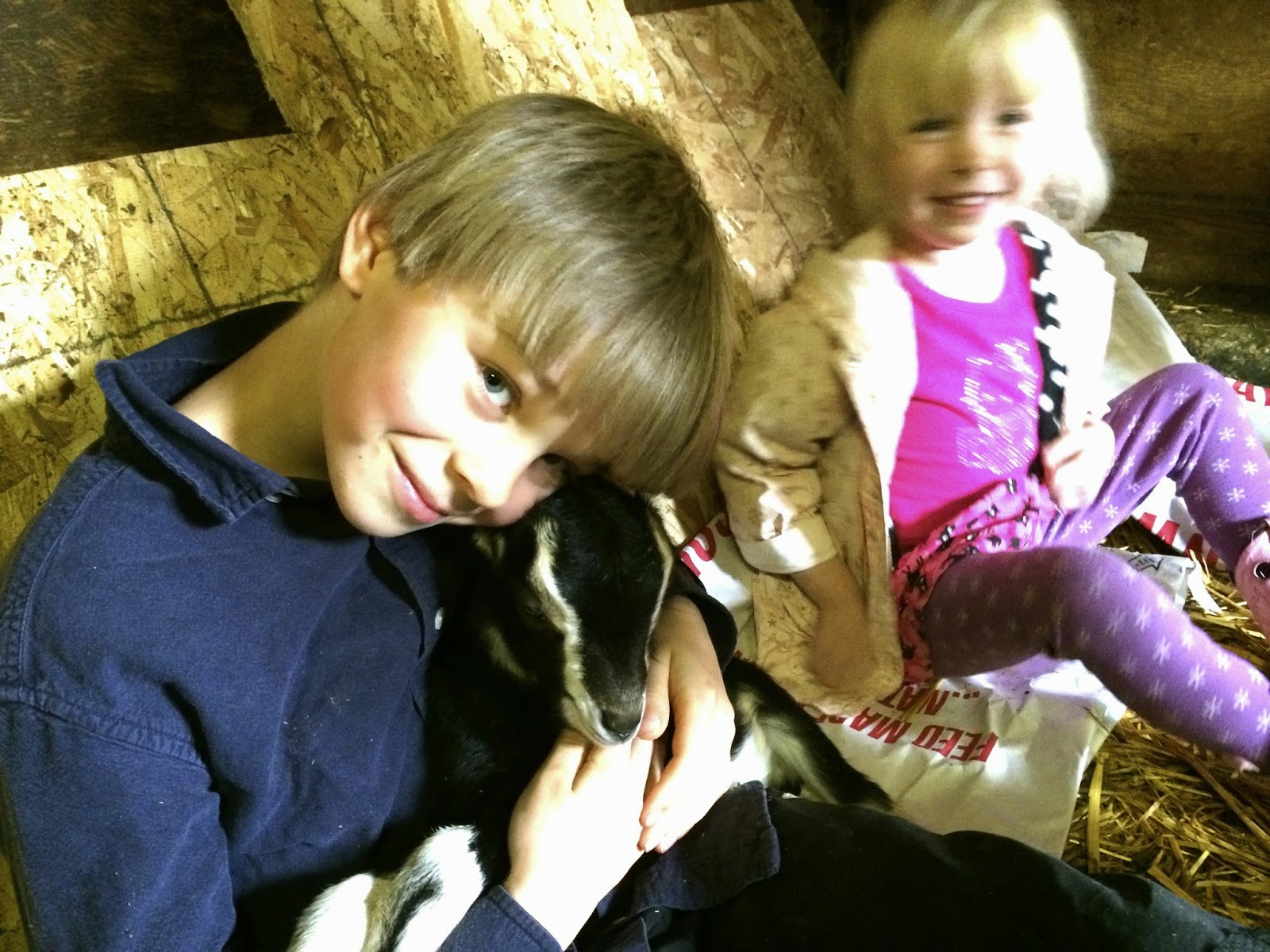 Marblemount Homestead Baby goats