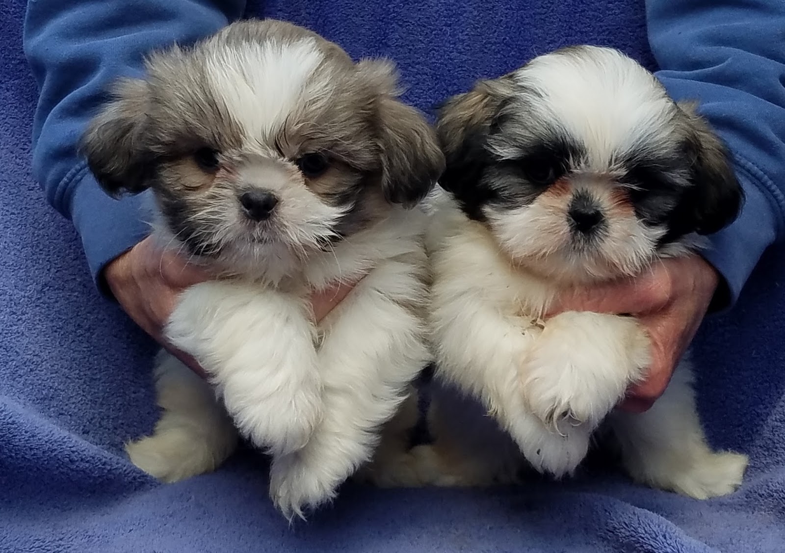 B & C Kennels Shih Tzus and Shih Poos and Shihtese