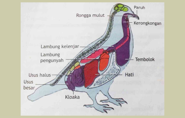 Aves Burung Pengertian Ciri Struktur Tubuh Klasifikasi Markas Belajar
