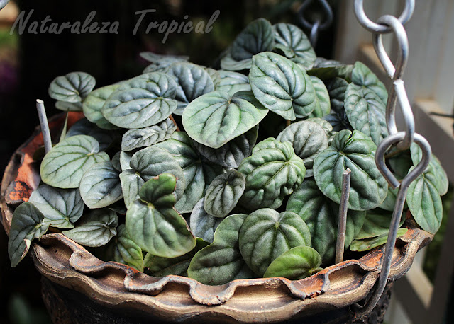 Planta del género Peperomia