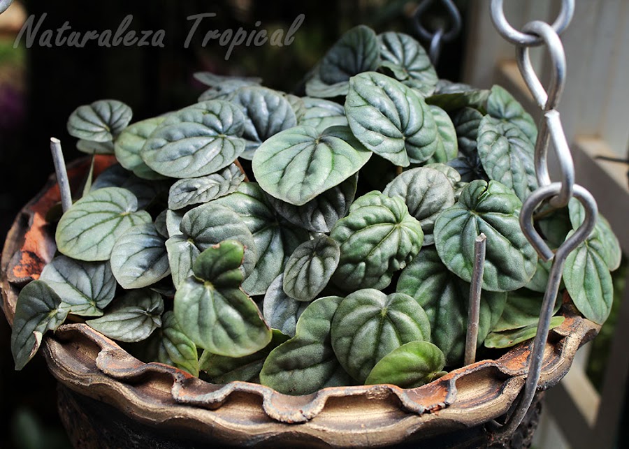 Planta del género Peperomia