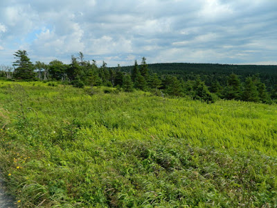 Windswept field at Skyline Trail Cape Breton Highlands National Park by garden muses-not another Toronto gardening blog