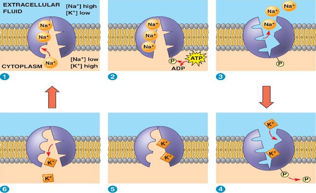 Tahapan transpor aktif yang terjadi pada membran sel