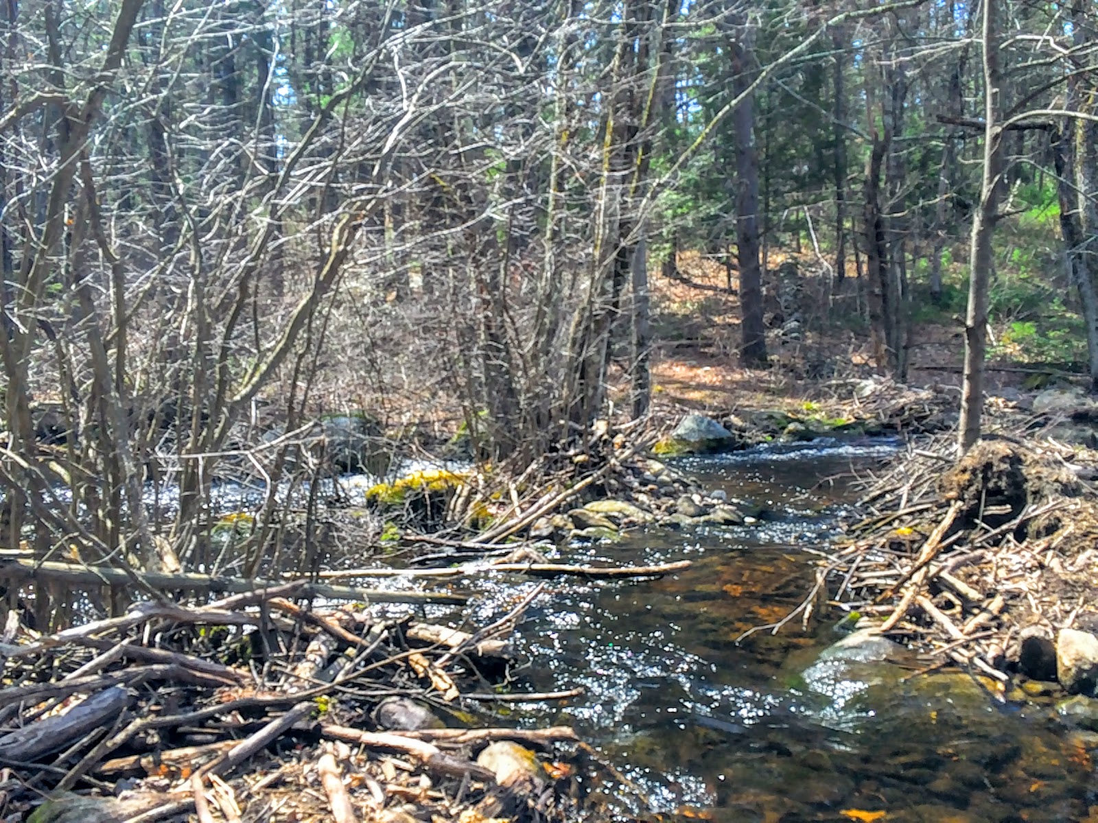 The Daily Woot Trout Brook Conservation Area
