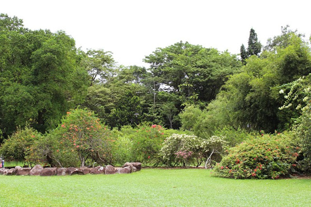 たにことたにく Singapore Botanic Garden シンガポール ボタニックガーデン 園内の画像