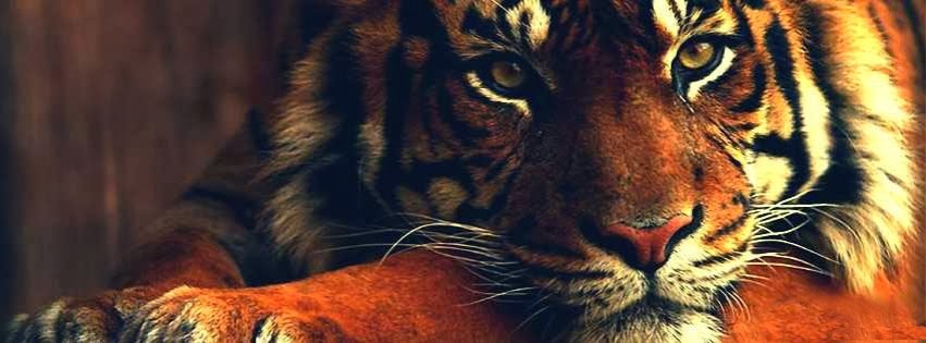 De tigres uanl para portada - Imagui