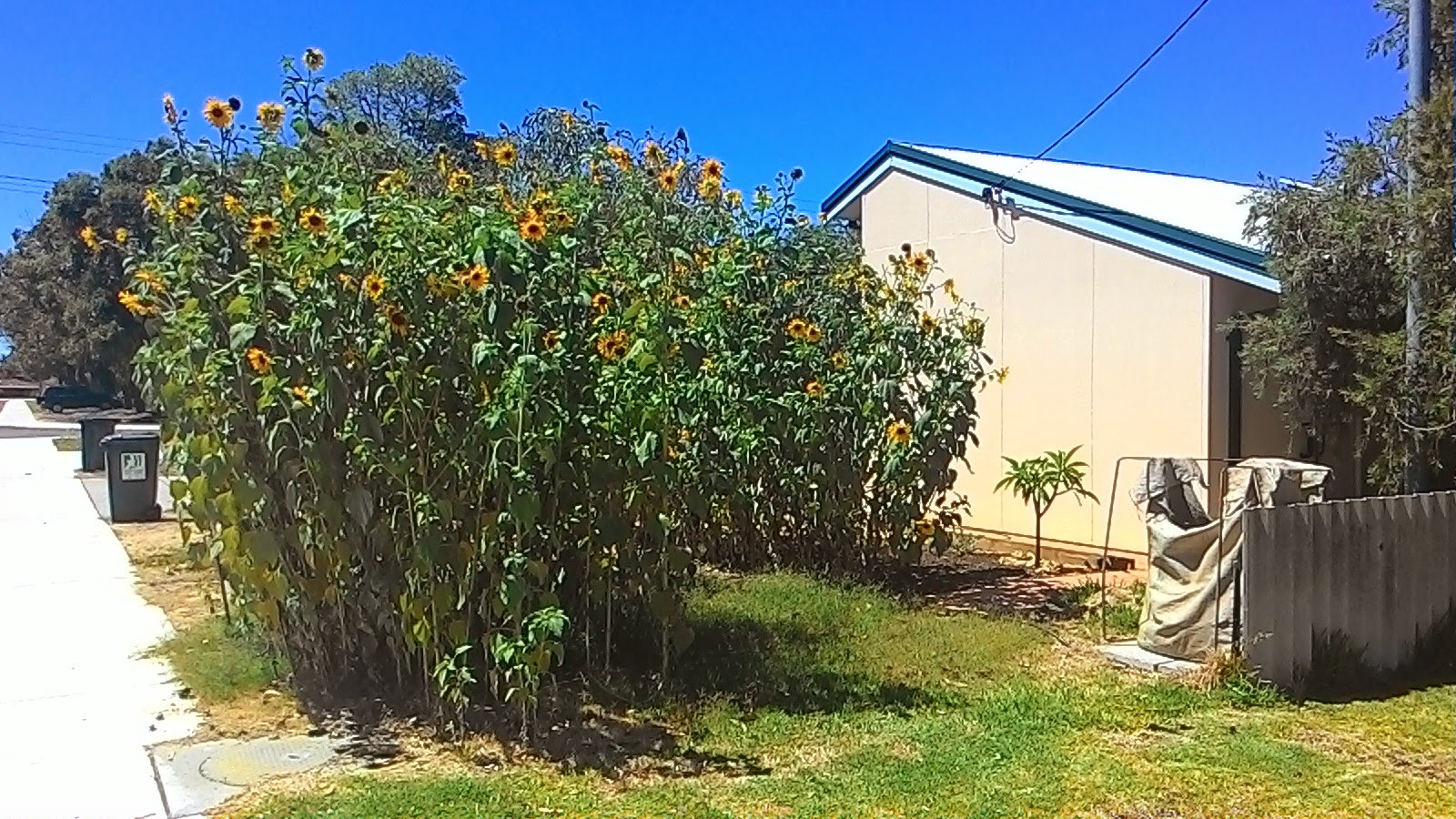 Bright Flowers | A Singaporean In Australia
