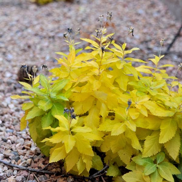 the modern house garden balloon flower in the fall