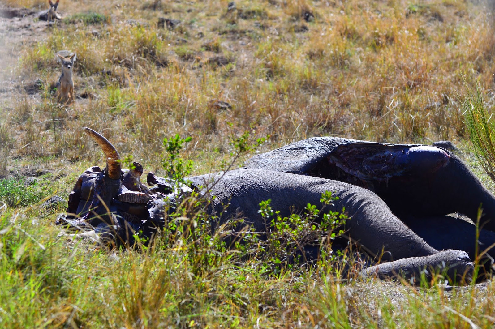 Notes From Kenya MSU Hyena Research Elephant Graveyard