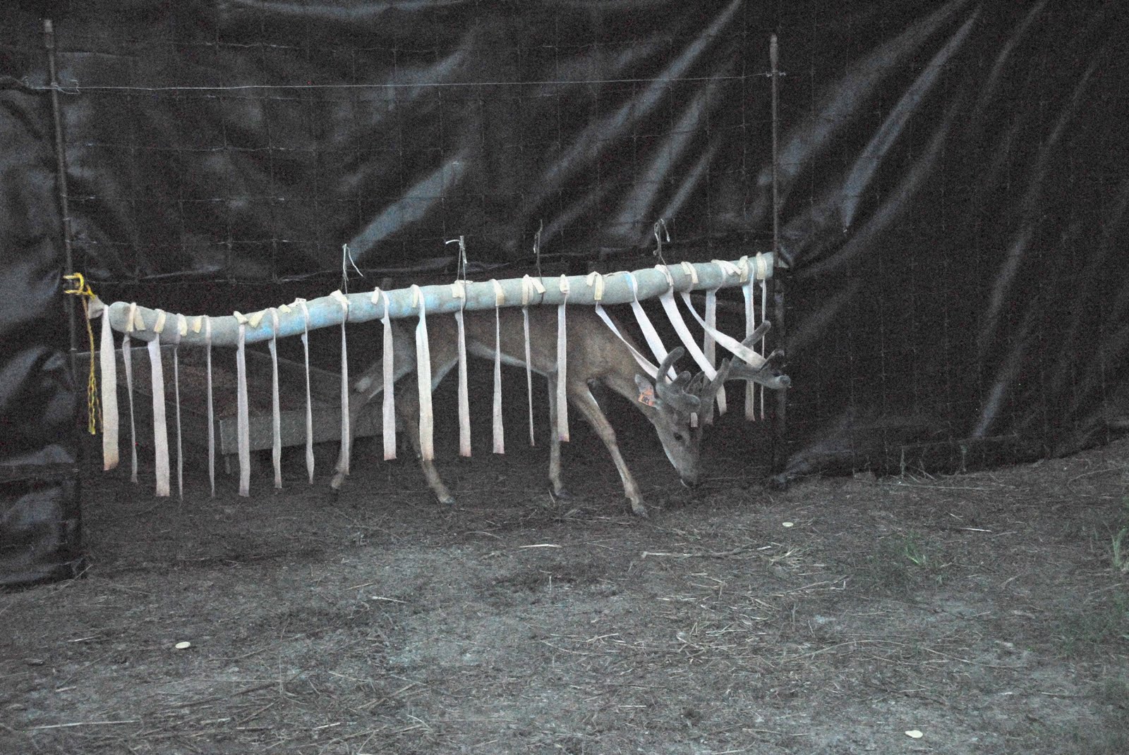 Charles "Deer Man" Black Cattle Rubs for Deer Insect Control