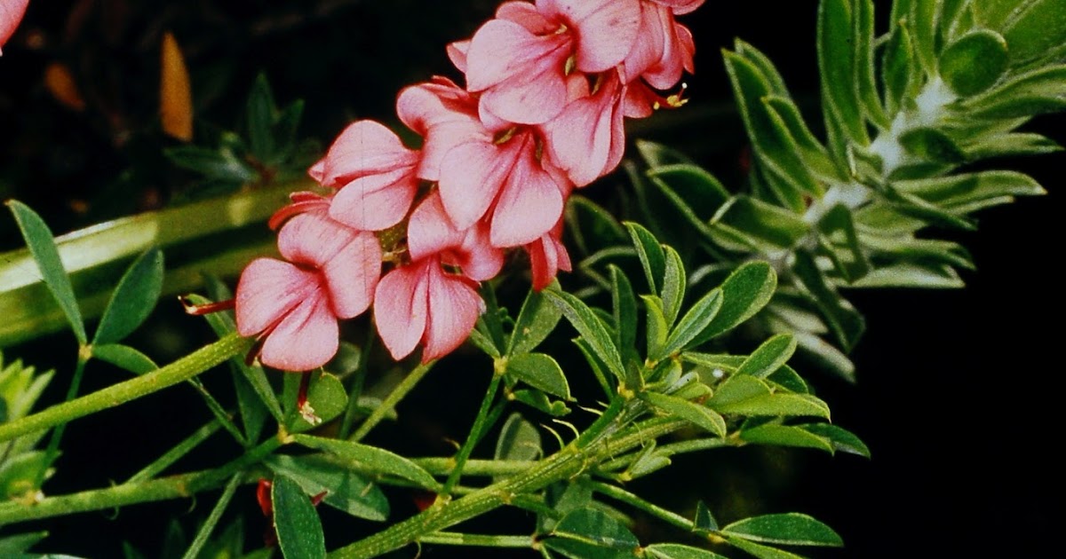 Botany Professor Flowers, Compound Flowers, and Superflowers