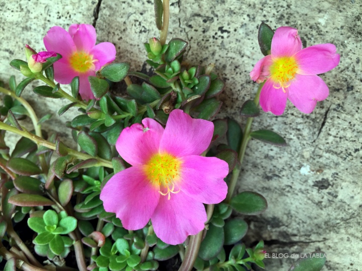 portulaca umbraticola (verdolaga) flor color rosa fucsia