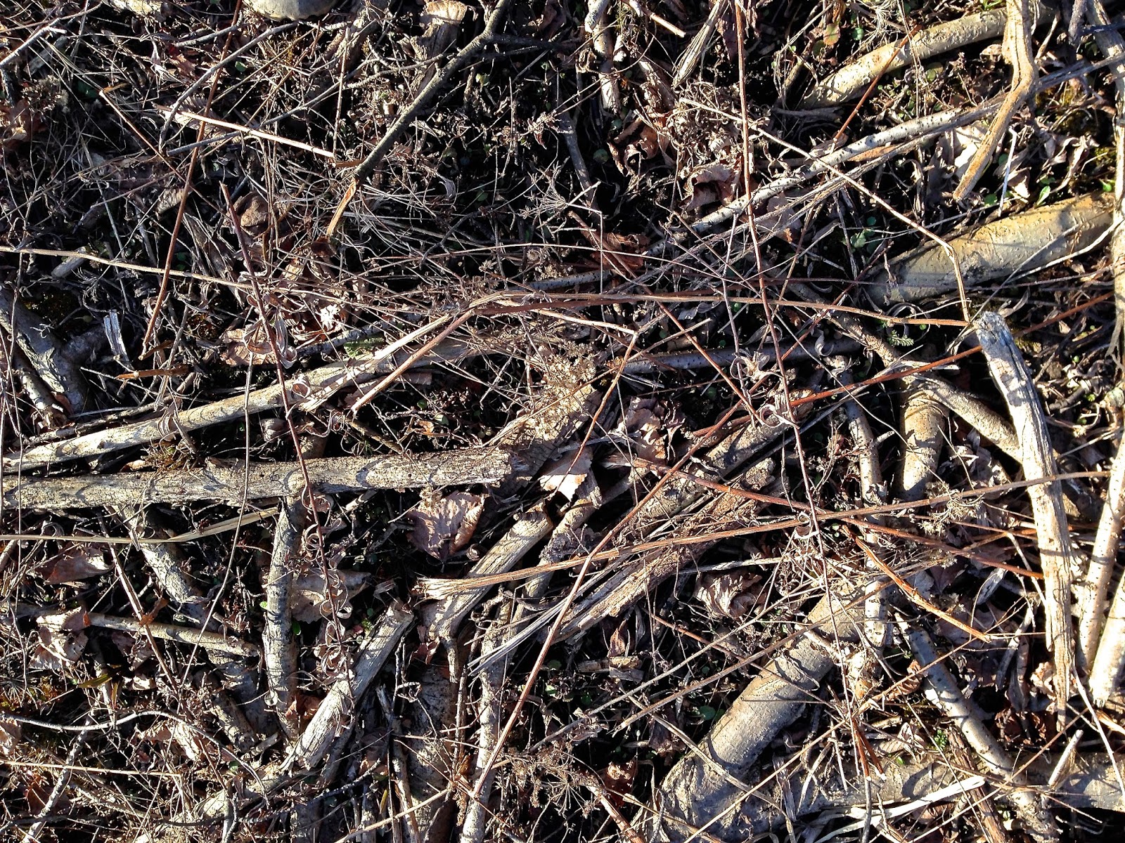 Strategies for Stewards from woods to prairies Does Rotting Wood
