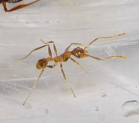 The minor worker of this trimorphic Pheidole ant