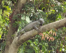 Iguana in tree over the Sarapiqui River