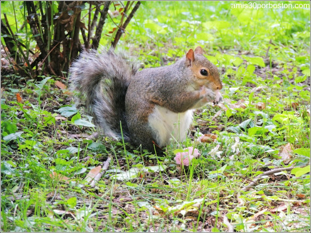 Ardilla en el Academy Park, Albany Ardilla en el Academy Park, Albany