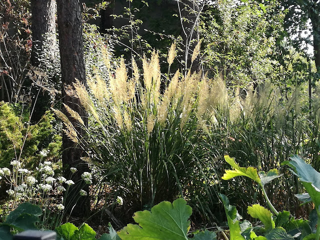 calamagrostis brachytrida