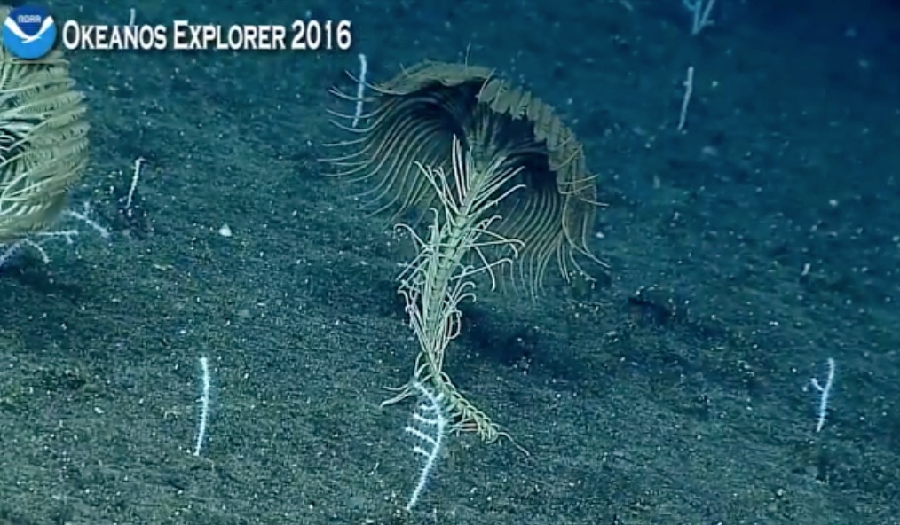 The Echinoblog May 2016