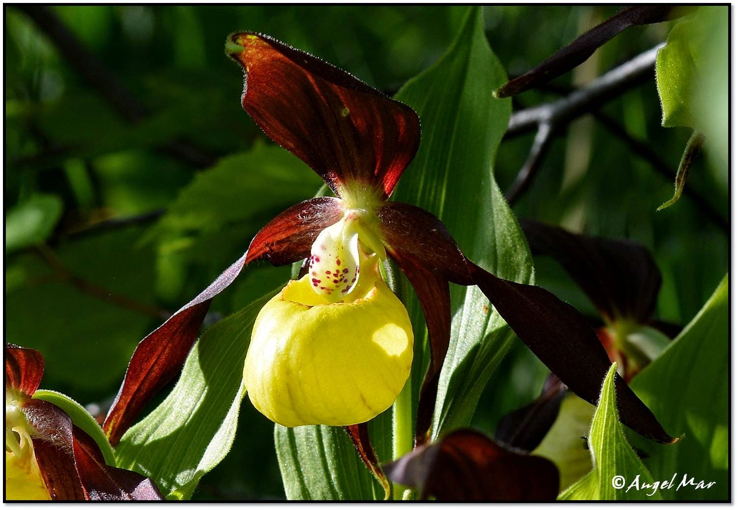 Orquídeas Blog de Angel Mar Cypripedium calceolus Zapatito de dama
