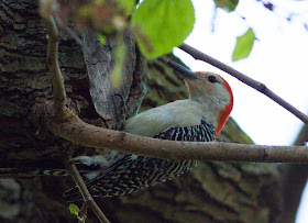 Red-bellied Woodpecker - Central Park, New York