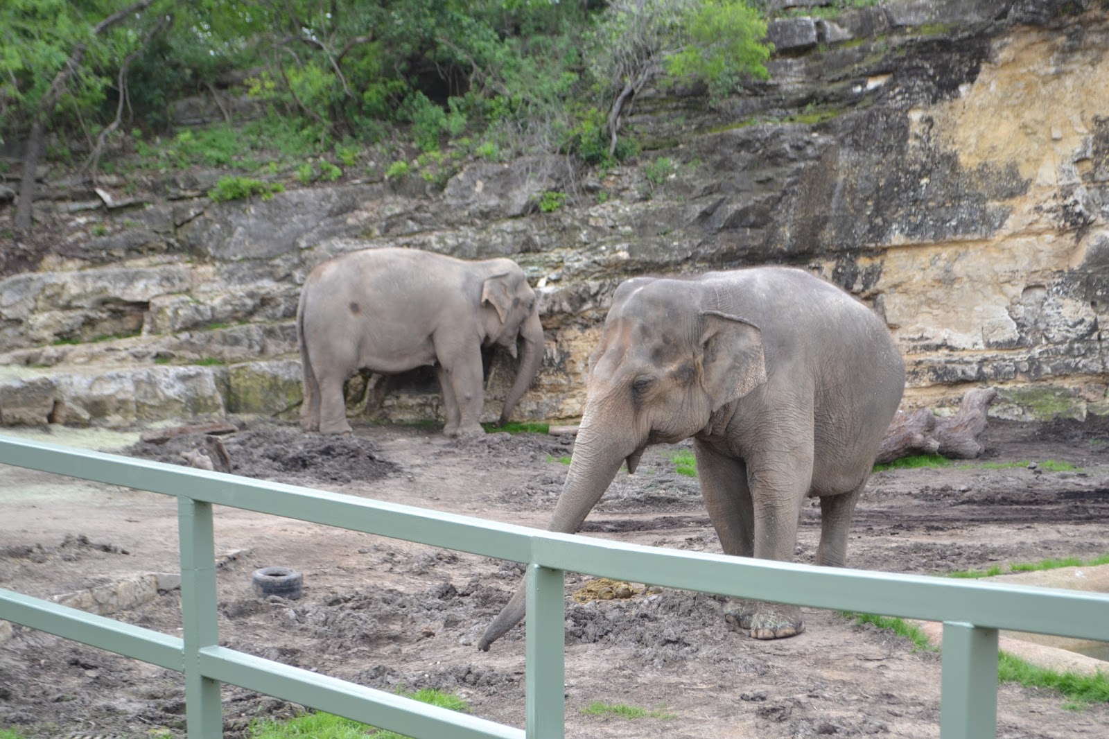 The Green Family: San Antonio Zoo