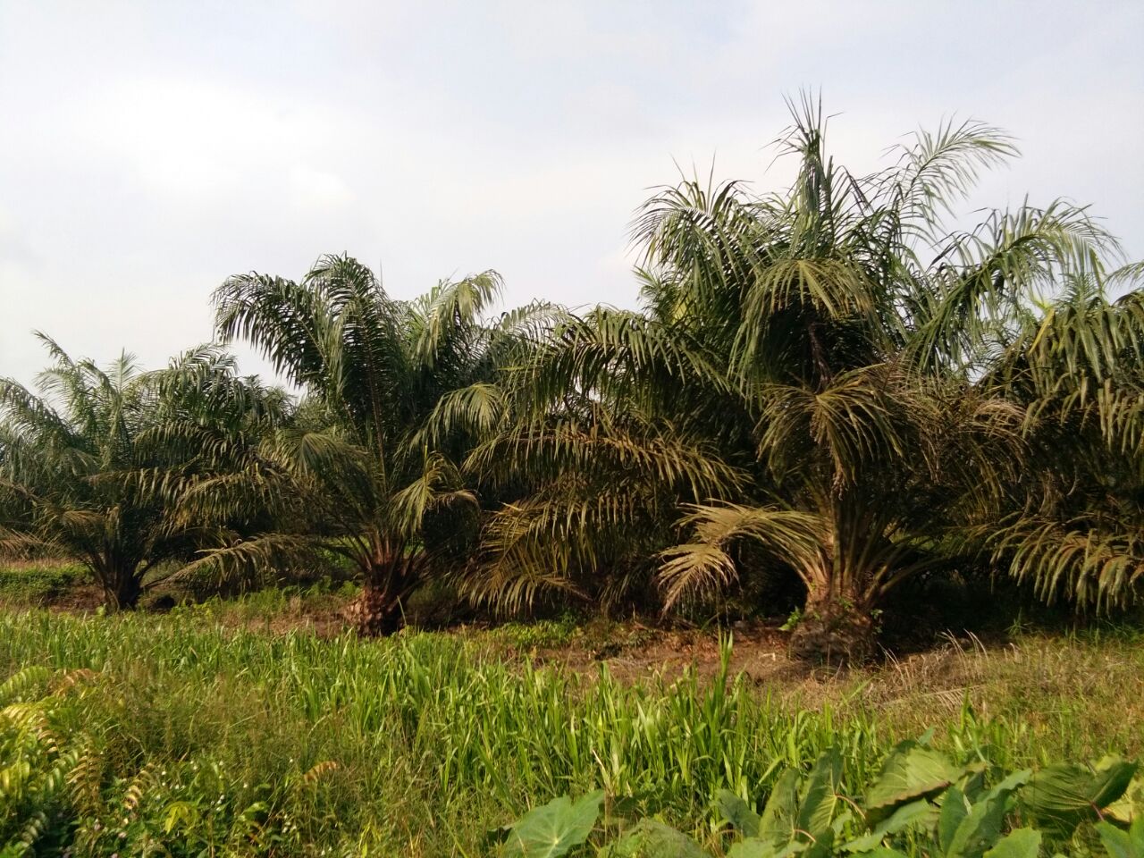 Peremajaan Perkebunan Sawit di Siak