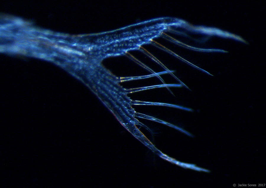 The Natural History of Bodega Head Pelagic Red Crab zoea!