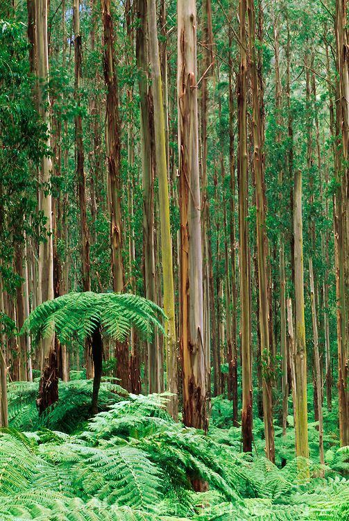 Plant Life Australian Flora