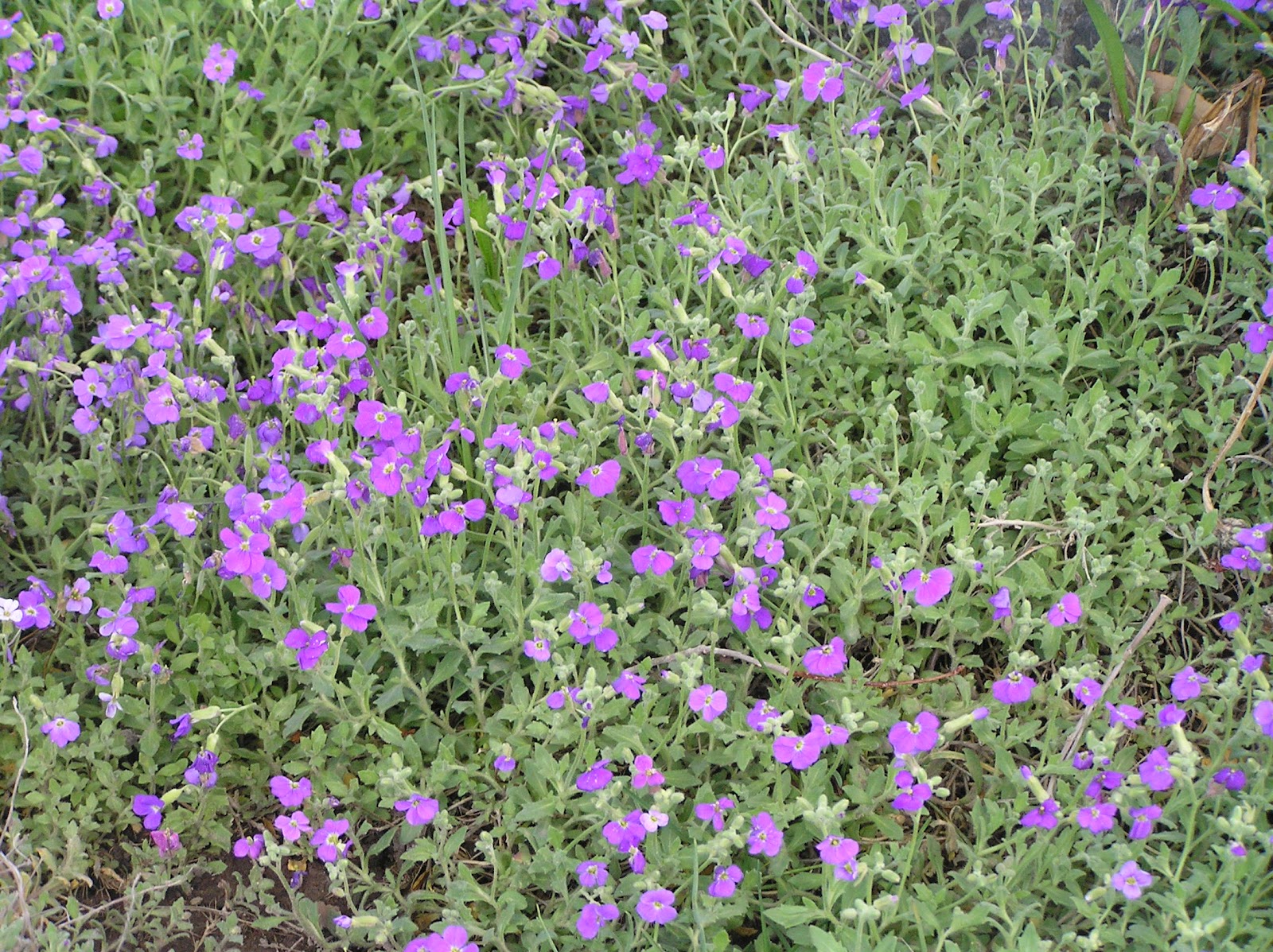 All The Pieces of Me What's Growing in the Yard This Week?