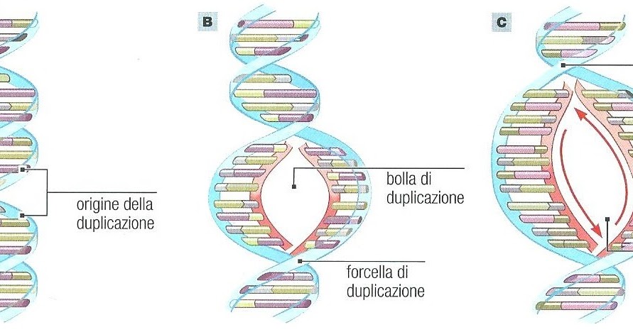 Portale Scientifico: La duplicazione del DNA