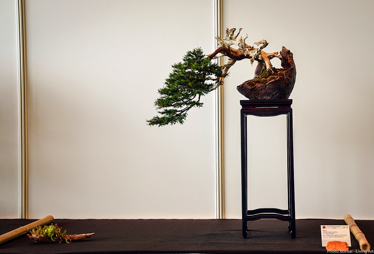 Bonsai Living Art Photos from the VI. International bonsai