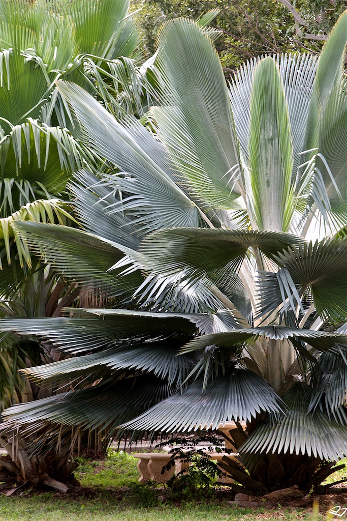 Derek Brad Photography The Key West Tropical Forest Botanical Garden The Key West Tropical Forest Botanical Garden