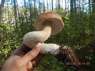 Белый гриб, причудливо выросший в районе полигона Десна