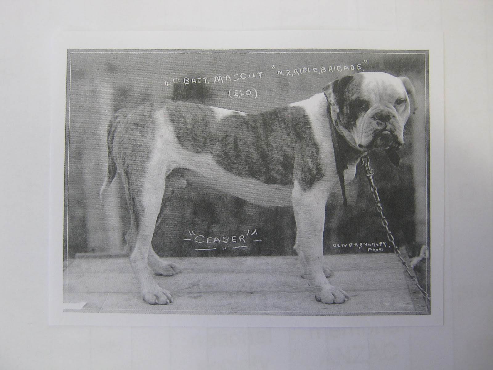 Another Busy Year Caesar the Anzac Dog