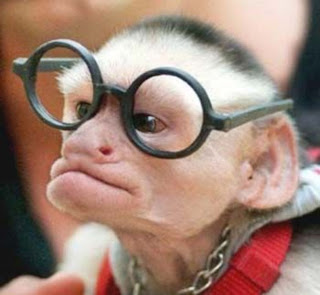 funny monkey photos