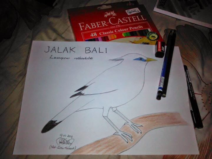 106 Sketsa Gambar Burung Jalak Bali Terbaik - Gambar Hewan