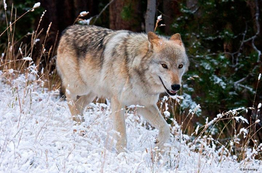 ERIPE LUPUS: LEARN ABOUT WOLVES AND LOVE WOLVES