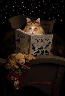 christmas cat reading magic book