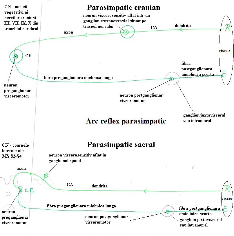 Arcuri Reflexe Vegetative Simpatic și Parasimpatic Admitere Facultatea De Medicina Farmacie