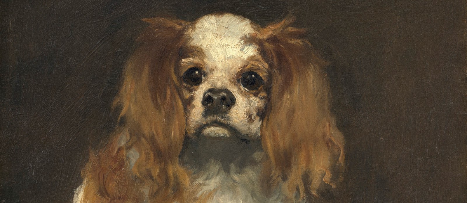 Dog Unidentified