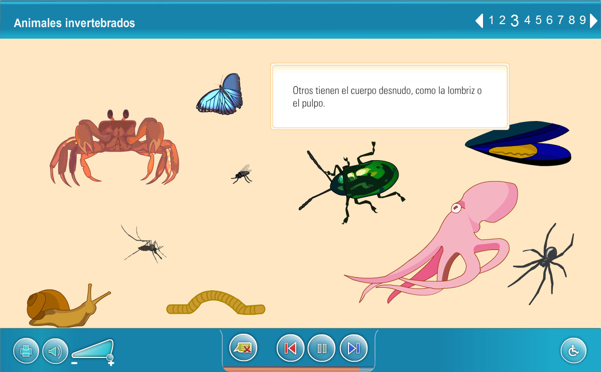 ANIMALES INVERTEBRADOS: Internet en el Aula
