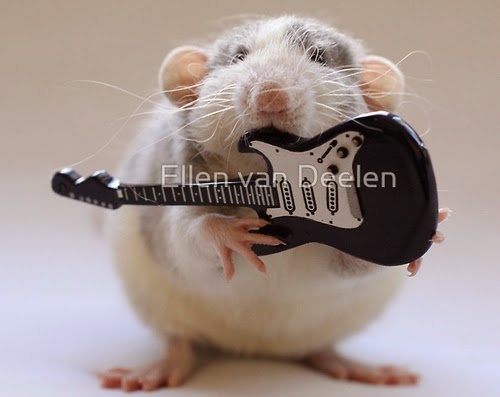 11-Electric-Guitar-Player-Musical-Dumbo-Rat-Ellen-Van-Deelen-www-designstack-co