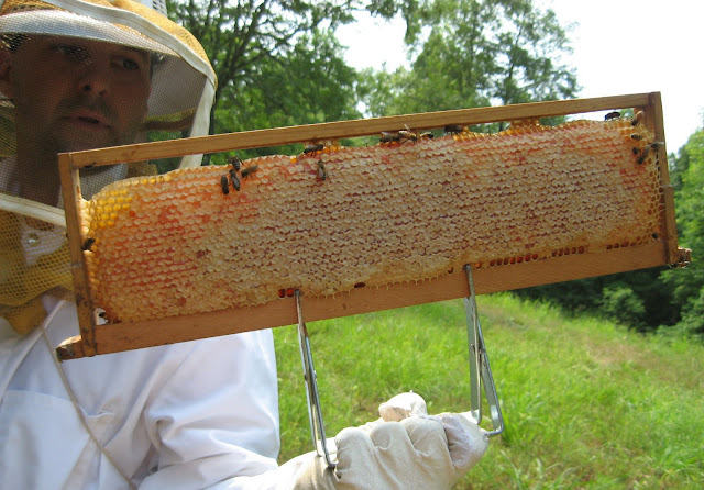 Full frame of honey image