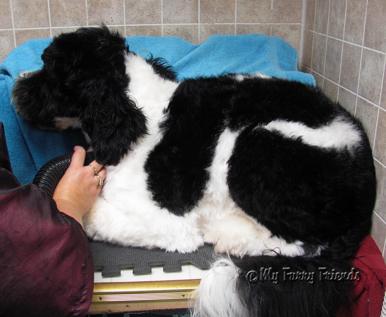 Pet Grooming The Good, The Bad, & The Furry Portuguese Water Dog